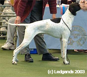 3rd Limit Dog